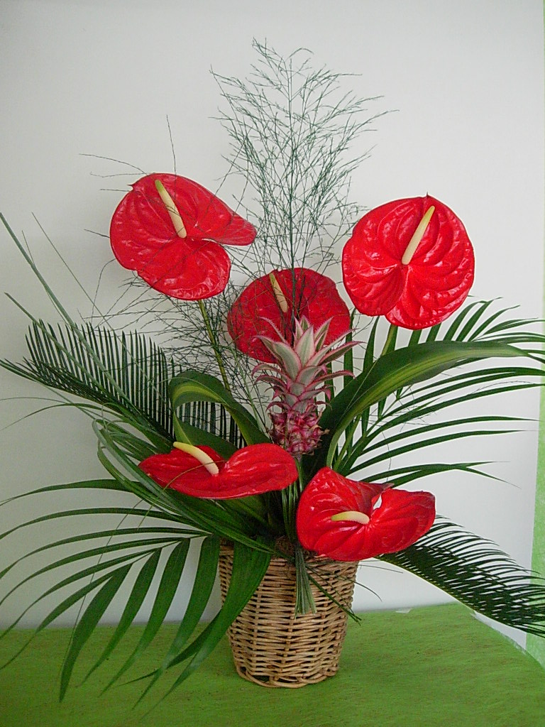 http://www.all-in-web.fr/offres/doc_inline_src/253/Exotique+anthuriums.JPG